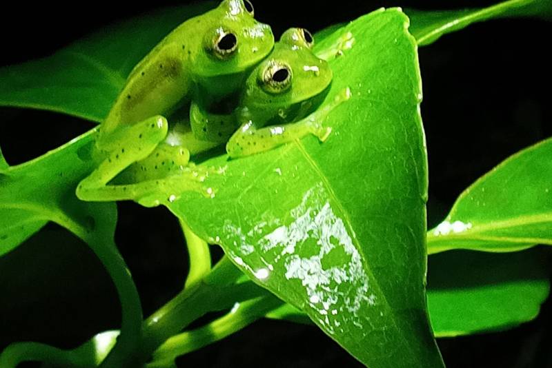 Glass Frog Monteverde