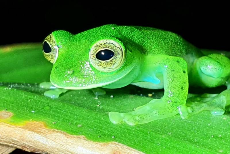 Glass Frog Monteverde Costa Rica