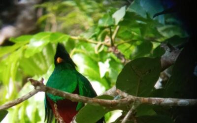 Birds Tour Monteverde