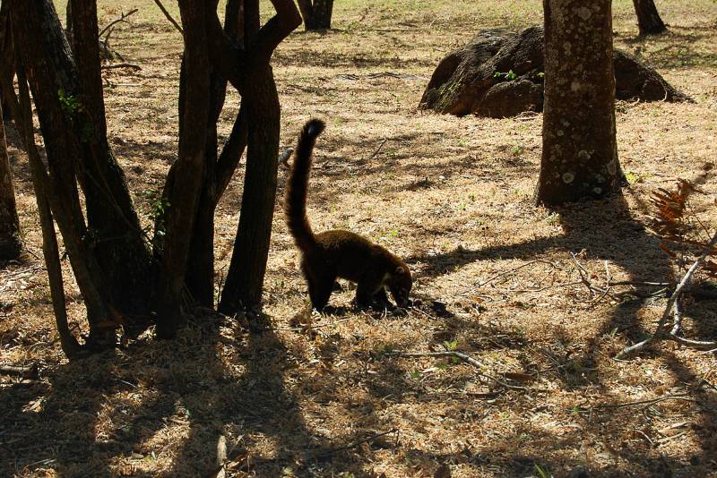 Coati in Guanacaste Costa Rica