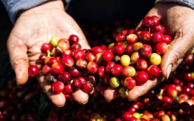 Blue Zone Tour Guanacaste