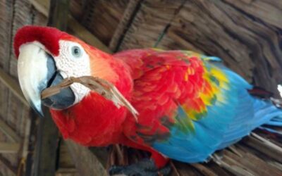 Wild Macaws Tour