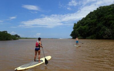 Mangrove Stand-Up Paddle