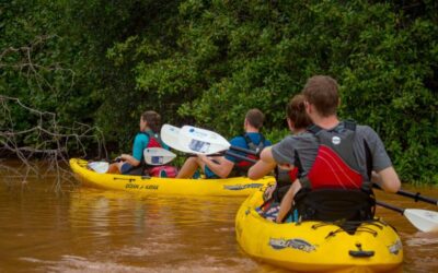 Mangrove Kayak Tour