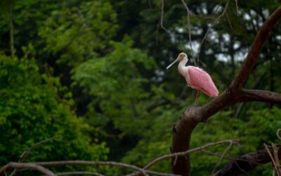 Palo Verde Boat Tour