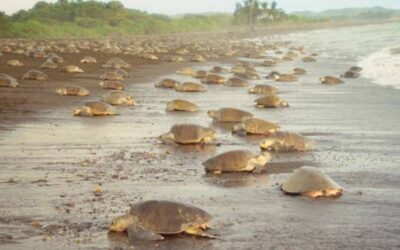 Turtle Nesting Tour