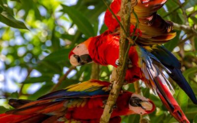 Macaw Sanctuary and ATV Tour in Samara