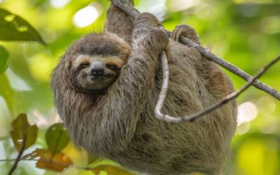 How to decide where to go in costa rica?